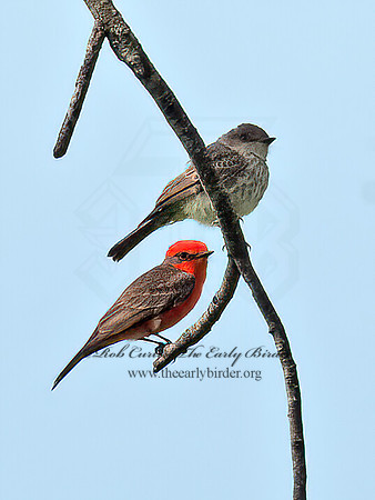 Pyrocephalus rubinus  VERMILION FLYCATCHER 6040694Z