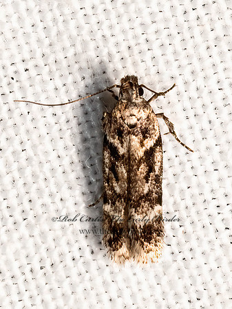 Chionodes  TWIRLER MOTH 3036529z