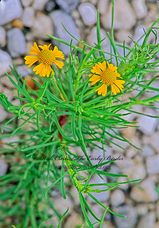 Helenium tenuifolium  FINE-LEAVED SNEEZEWEED 263235z