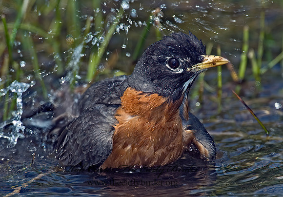 Turdus migratorius  AMERICAN ROBIN 5006805z