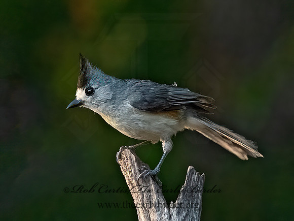 Baeolophus atricristatus  BLACK-CRESTED TITMOUSE 3032929z
