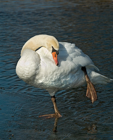 Cygnus olor  MUTE SWAN 6000455