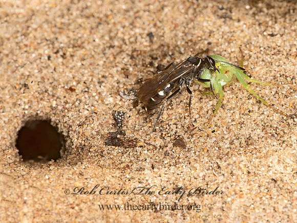 Episyron quinquenotatus  POMPILINI SPIDER WASP 9047643z