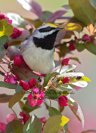 Vermivora chyrsoptera  GOLDEN-WINGED WARBLER 9029995z