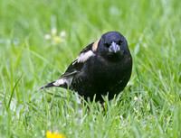Dolichonyx oryzivorus BOBOLINK 9076425z