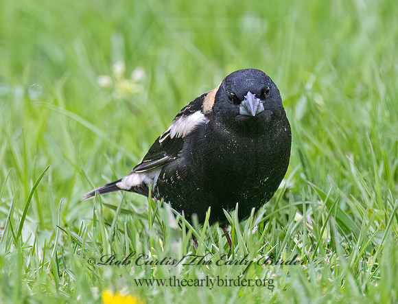 Dolichonyx oryzivorus  BOBOLINK 9076425z