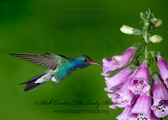 Cyanthus latirostris  BROAD-BILLED HUMMINGBIRD 6025886