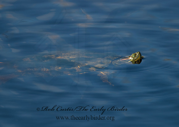 Trachemys scripta elegans  RED EARED SLIDER  7003542z