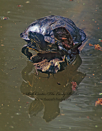 Trachemys scripta elegans  RED EARED SLIDER  186333z