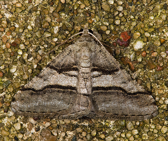 Digrammia continuata CURVE-LINED ANGLE 8008257z