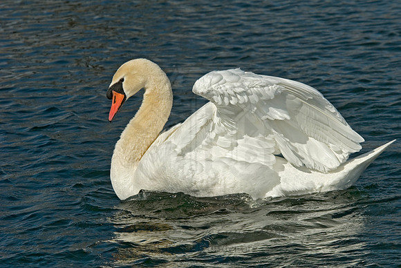Cygnus olor  MUTE SWAN 6000405