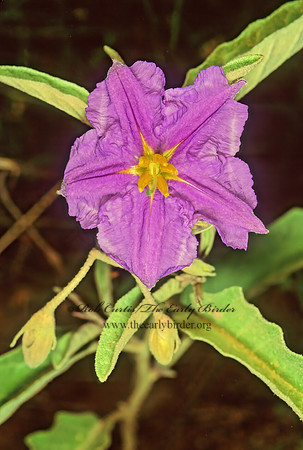 Solanum elaeagnifolium  SILVER LEAF NIGHTSHADE 87127z