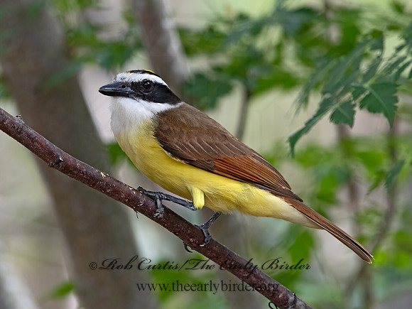 Pitangus sulphuratus  GREAT KISKADEE 3030889z