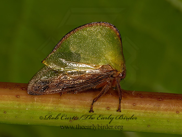 Archasia belfragei  SMILIINAE TREEHOPPER 9079051z