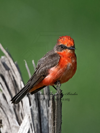 Pyrocephalus rubinus  VERMILION FLYCATCHER 3036445Z