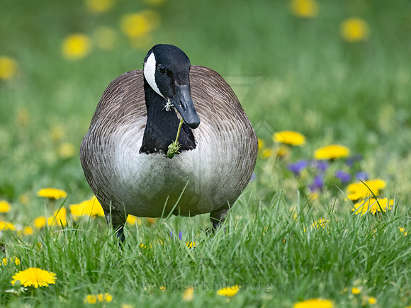 Branta canadensis  CANADA GOOSE 9076744Z