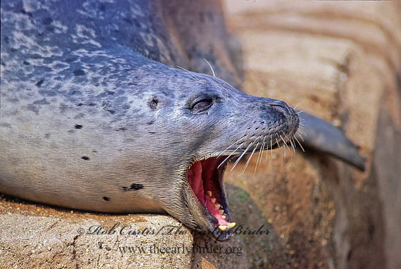 Phoca vitulina  HARBOR SEAL 59008z