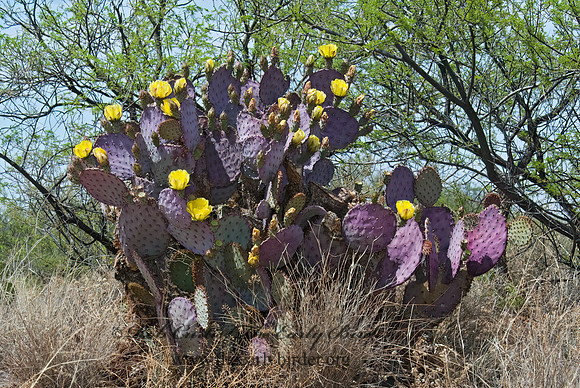 Opuntia violacea var. santa-rita 5006216 Opuntiaz