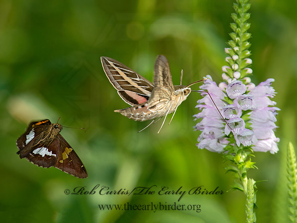 Hyles lineata  WHITE-LINED SPHINX 9014125 z