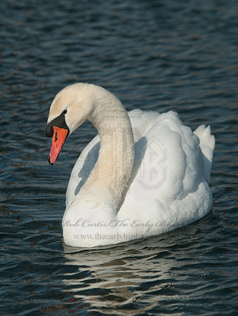 Cygnus olor  MUTE SWAN 6000424