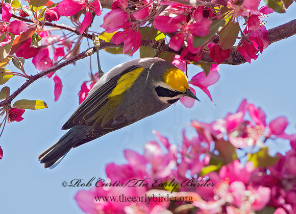 Vermivora chyrsoptera  GOLDEN-WINGED WARBLER 9030041z