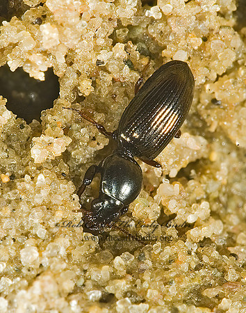Dyschirius sphaericollis grp 5014401z