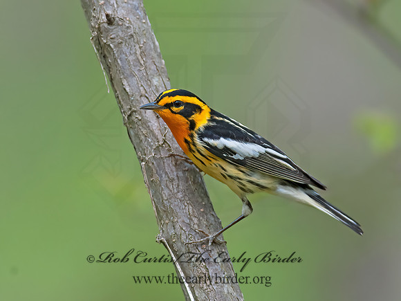 Setophaga fusca  BLACKBURNIAN WARBLER 8030916z