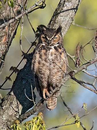 Bubo virginianus  GREAT HORNED OWL 9076260Z