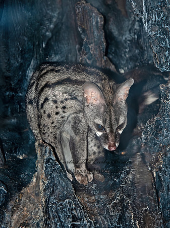 Genetta felina  SMALL-SPOTTED GENET 5017334z