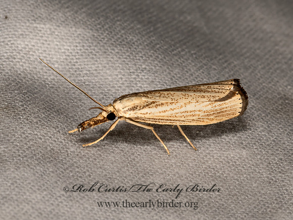 Agriphila vulgivagellus  VAGABOND CRAMBID 3041658z