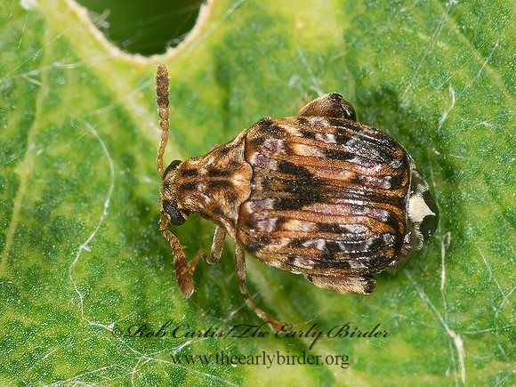 Gibbobruchus mimus 9003423z