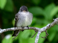 Empidonax TRAILL'S FLYCATCHER 9077237z
