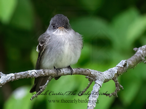 Empidonax TRAILL'S FLYCATCHER 9077237z