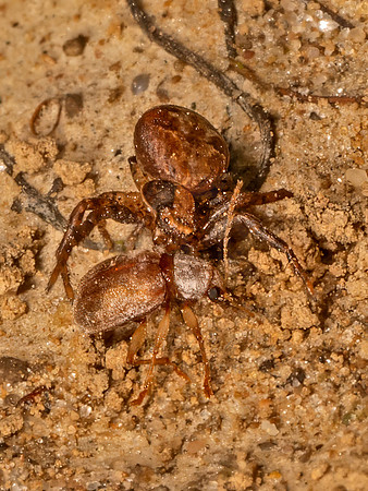 Xysticus GROUND CRAB SPIDER 9080889
