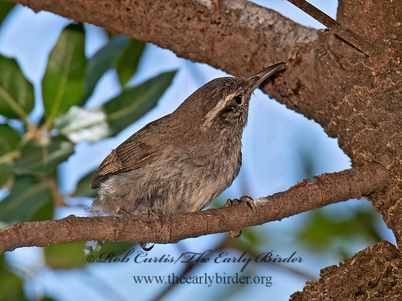 Thryomanes bewickii  BEWICK'S WREN 6040527z