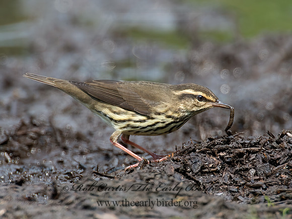 Parkesia noveboracensis  NORTHERN WATERTHRUSH 9004781z
