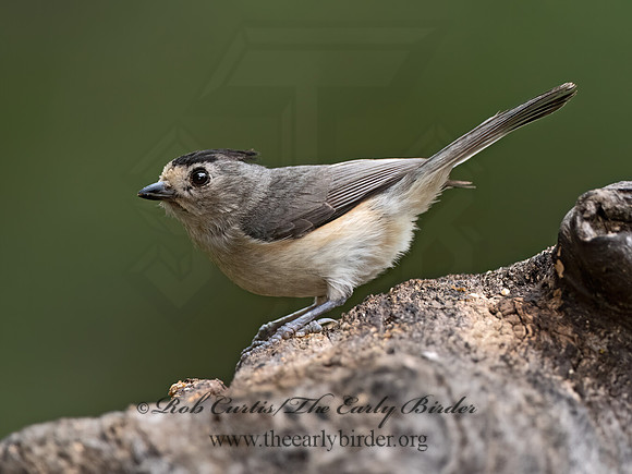 Baeolophus atricristatus  BLACK-CRESTED TITMOUSE 3035579z