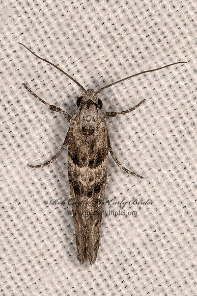 Dyotopasta yumaella  CLOTHES MOTH 3038154z