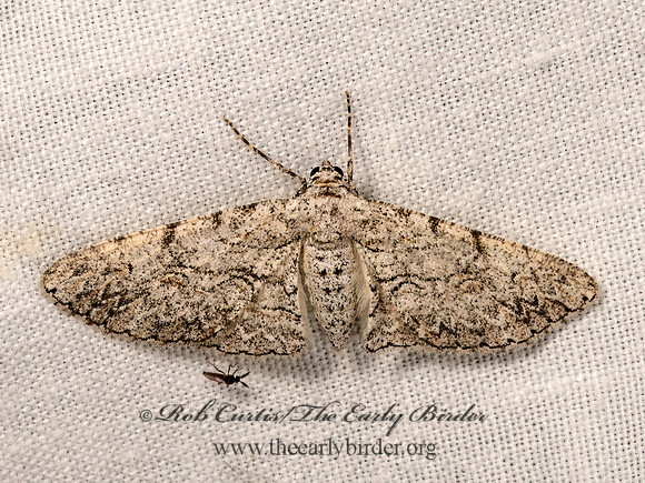 Iridopsis perfectaria  BOARMIINI GEOMETER 3040140z