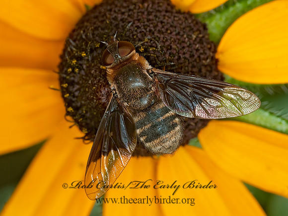 Paravilla separata BEE FLY 3003034z