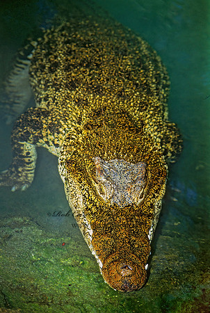 Crocodylus rhombifer  CUBAN CROCODILE 276331z