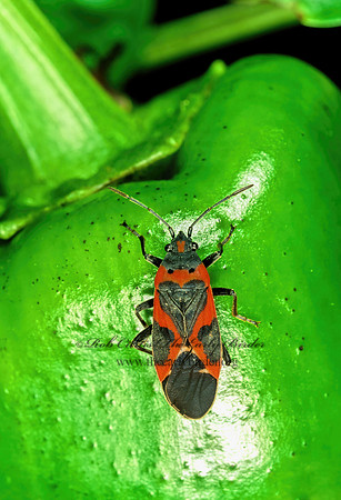 Lygaeus kalmii  SMALL MILKWEED BUG 183507z