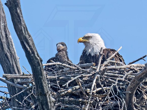 Haliaeetus leucocephalus  BALD EAGLE 9076678Z