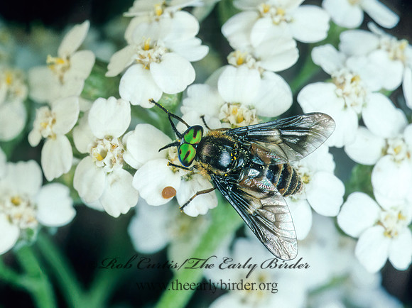 Chrysops frigidus  DEER FLY 177935 Fz