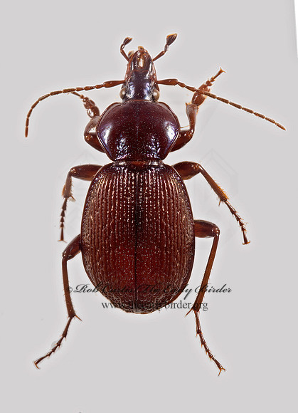 Sphaeroderus stenostomus lecontei  SNAIL-EATING BEETLE  9015951z