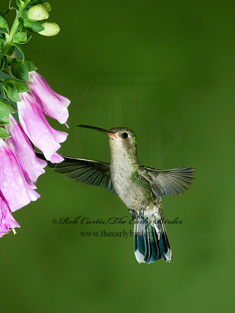 Cyanthus latirostris  BROAD-BILLED HUMMINGBIRD 6025777