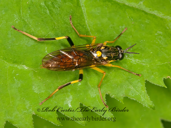 Xylomya simillima  XYLOMYID FLY 3015416z