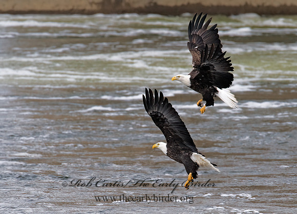 Haliaeetus leucocephalus  BALD EAGLE 8010140z