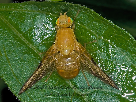Icterica seriata  FRUIT FLY 6013115z