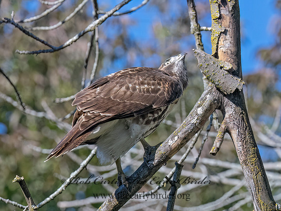 Buteo jamaicensis RED-TAILED HAWK 9091477 (1)
